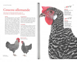 Intérieur du livre Guide des races de poules • Hervé Husson • Editions Ulmer