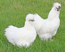 Coq et poule de race Soie blanche barbue grande