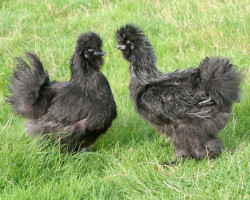 Coq et poule de race Soie noire barbue grande