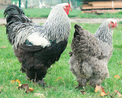 Coq et poule de race Brahma perdrix argentée maillée noire