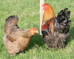 Coq et poule de race Brahma perdrix dorée maillée noire