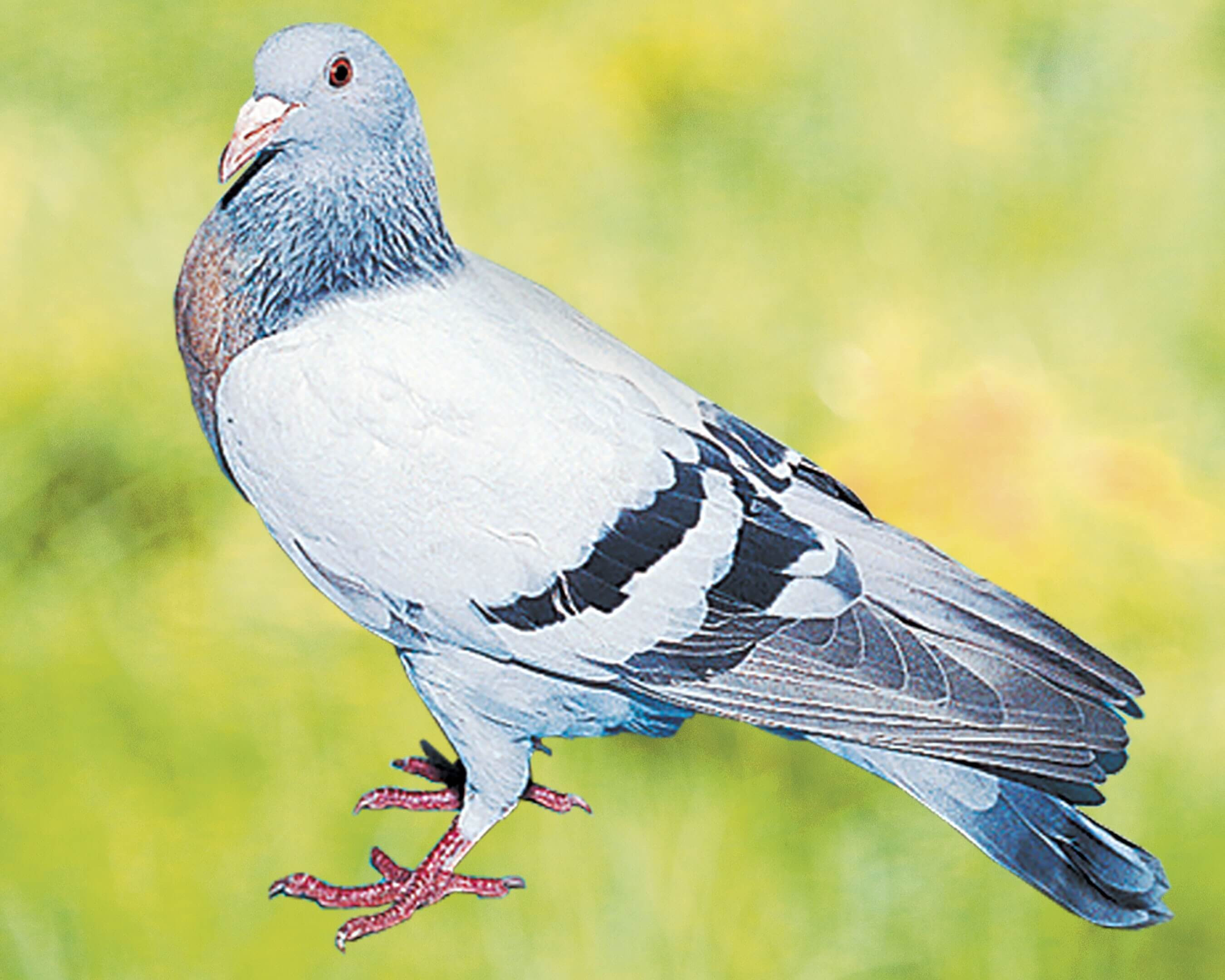 Pigeon Alouette de Cobourg