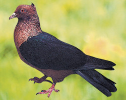 Pigeon Bouvreuil