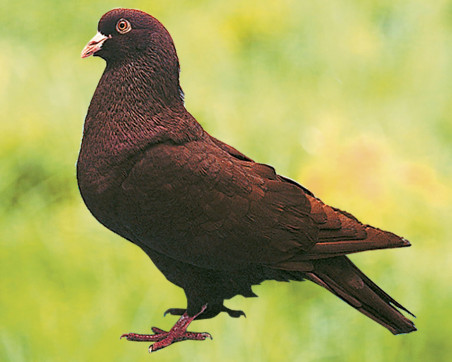Pigeon Carneau