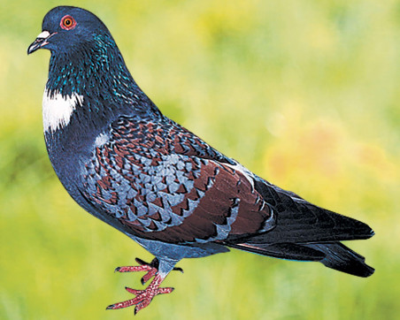 Pigeon Cauchois