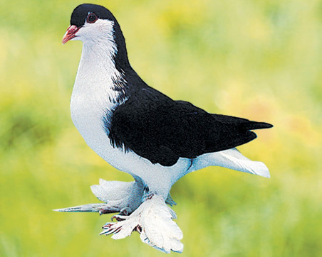 Pigeon Lahore