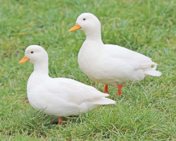 Couple de canards mignon blanc