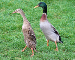 Couple de canards coureurs indiens colvert
