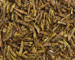 Détail des sauterelles déshydratées Ferme de Beaumont, Friandise pour poules, volailles et reptiles