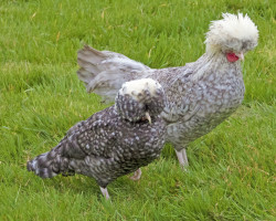 Coq et poule de race Hollandaise huppée coucou naine en élevage