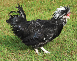 Race de poule Houdan noire cailloutée blanche