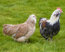 Coq et poule de race Faverolles naine en élevage