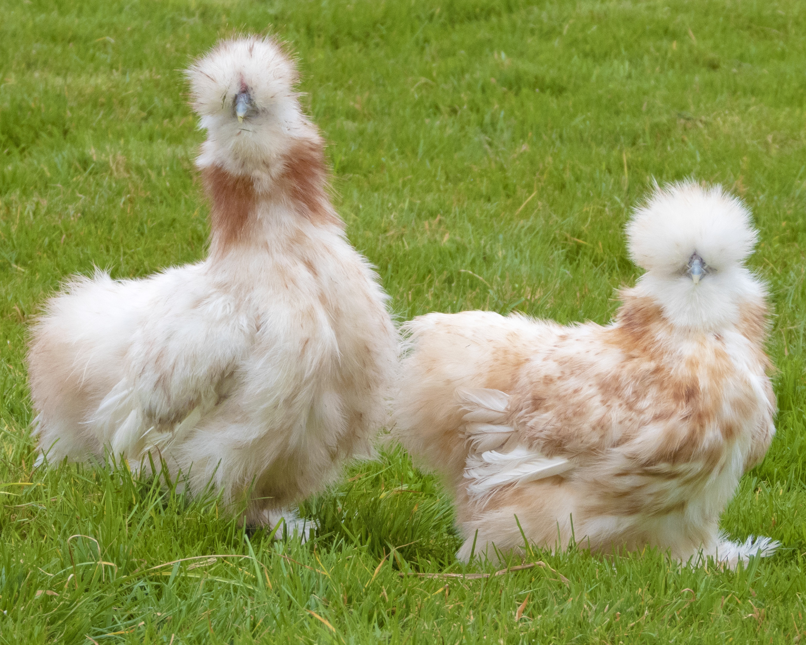Coq et poule de race Soie blanche panachée fauve barbue grande
