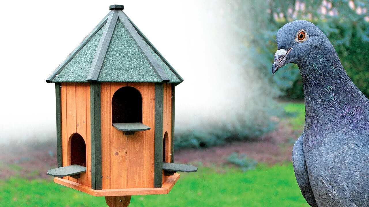 Pigeonniers : abris, nids pour pigeons • Ferme de Beaumont