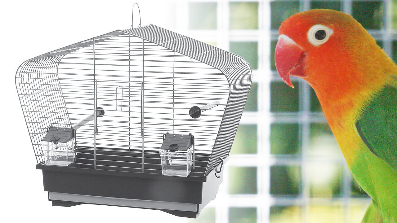 Cages et volières : abri durable de vos oiseaux, canaris, perruches