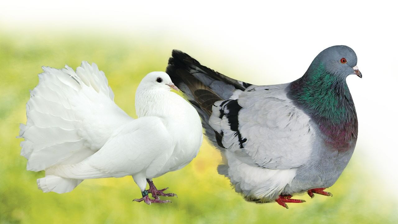 Les pigeons de race: élevage et vente • Ferme de Beaumont