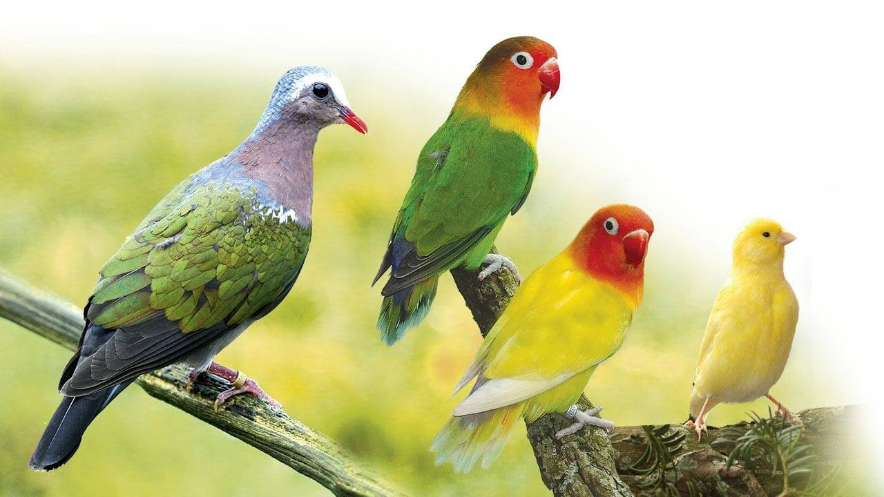 Oisellerie : vente d'oiseaux, canaris, perruches • Ferme de Beaumont