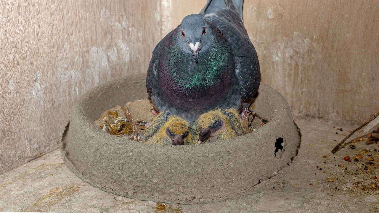 J'installe le nid de mes pigeons et colombes • Ferme de Beaumont