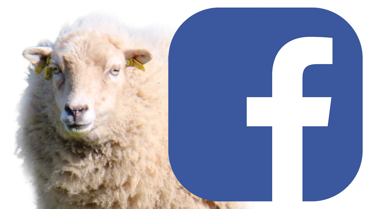 les moutons et les chèvres Ferme de Beaumont sur Facebook